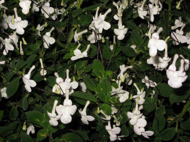 Cape primrose 'White Butterfly'