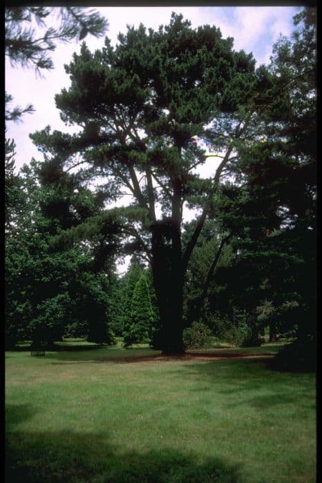 Monterey pine