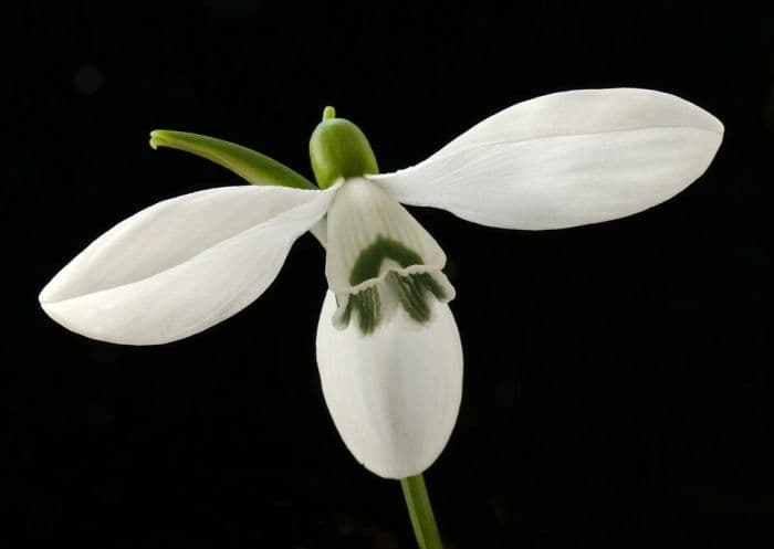 snowdrop 'Sibbertoft Manor'