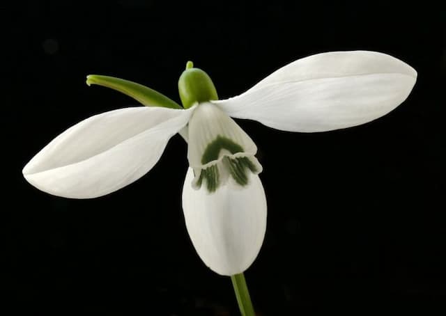 Snowdrop 'Sibbertoft Manor'