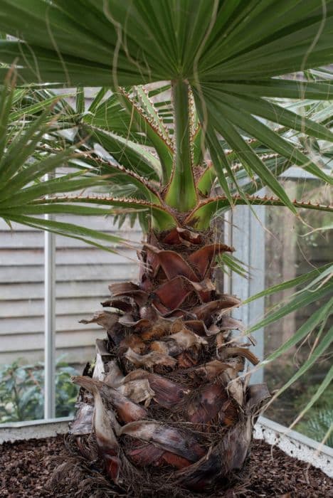 southern washingtonia