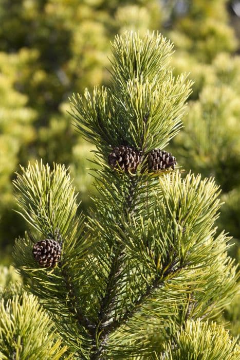 Dwarf mountain pine 'Ophir'