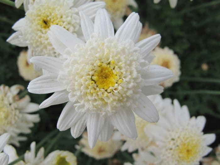 marguerite [Molimba XL Duplo White]