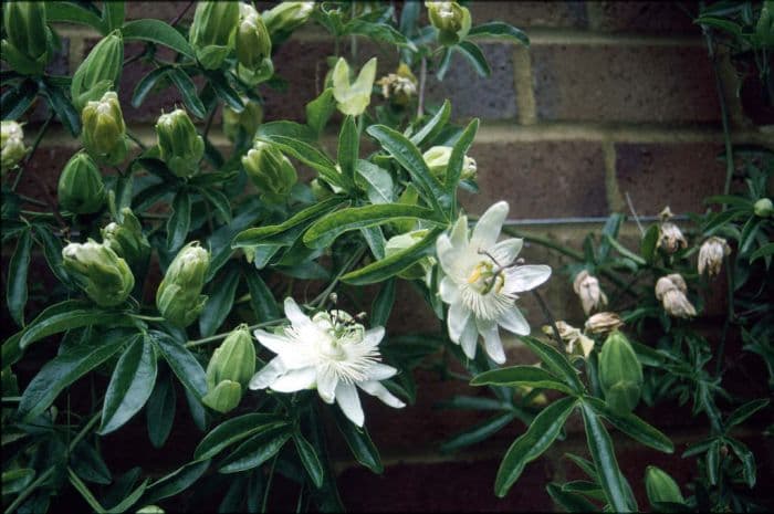 passion flower 'Constance Eliott'