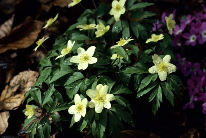 windflower 'Pallida'