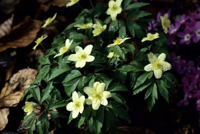 Windflower 'Pallida'