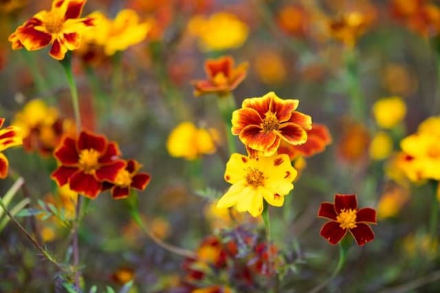 French marigold 'Pots of Gold'