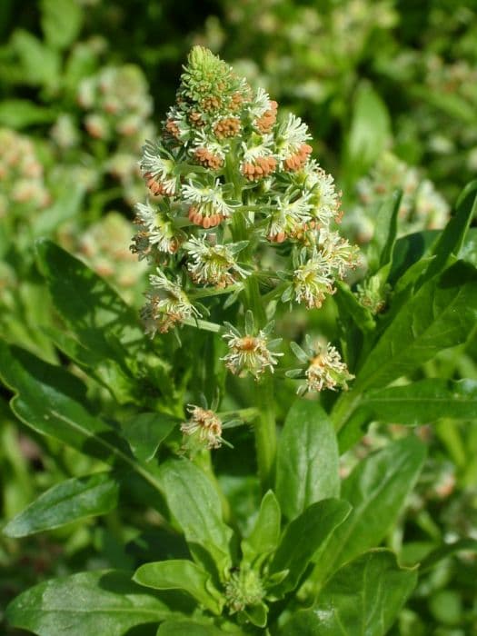 Garden mignonette