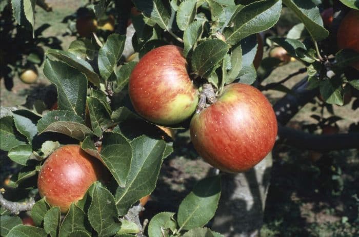 apple 'Lord Lambourne'