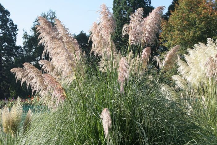 pampas grass