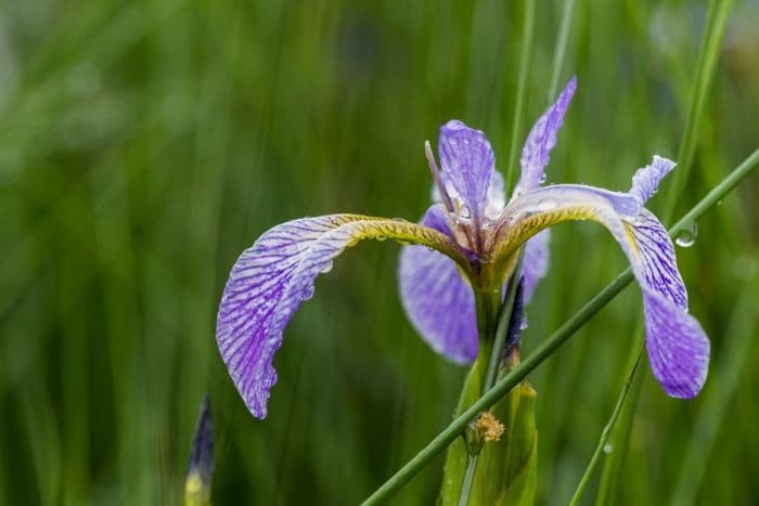 iris 'Gerald Darby'