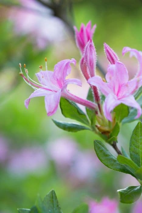 rose-flowered swamp azalea