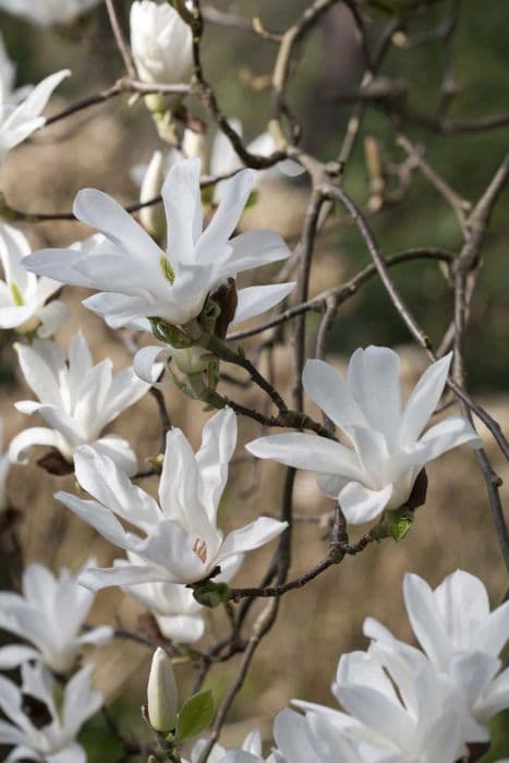 Saucer magnolia 'Alba Superba'