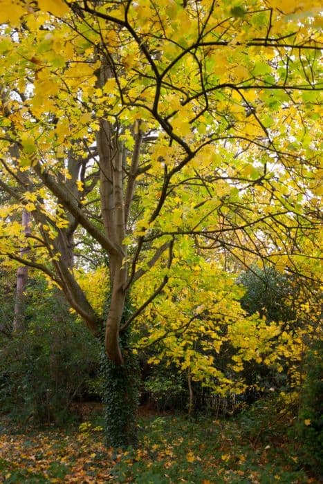 Norway maple