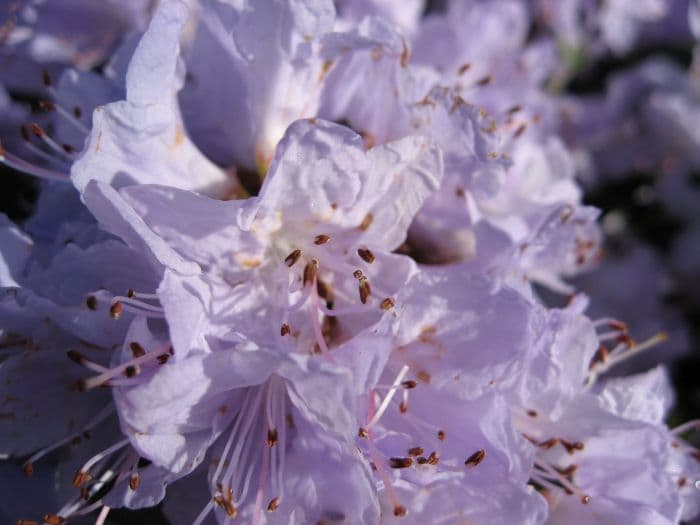 rhododendron Blue Tit Group