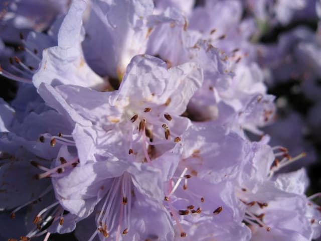 Rhododendron Blue Tit Group