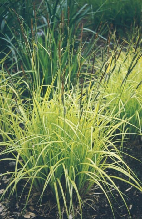 Bowles' golden sedge