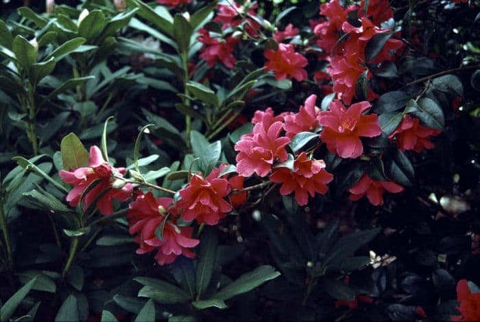 camellia 'Freedom Bell'