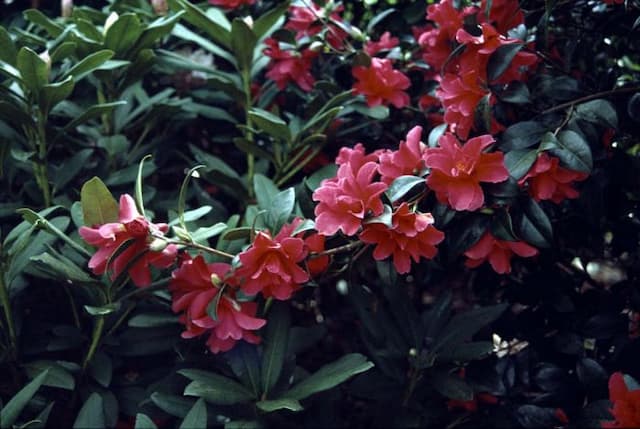 Camellia 'Freedom Bell'