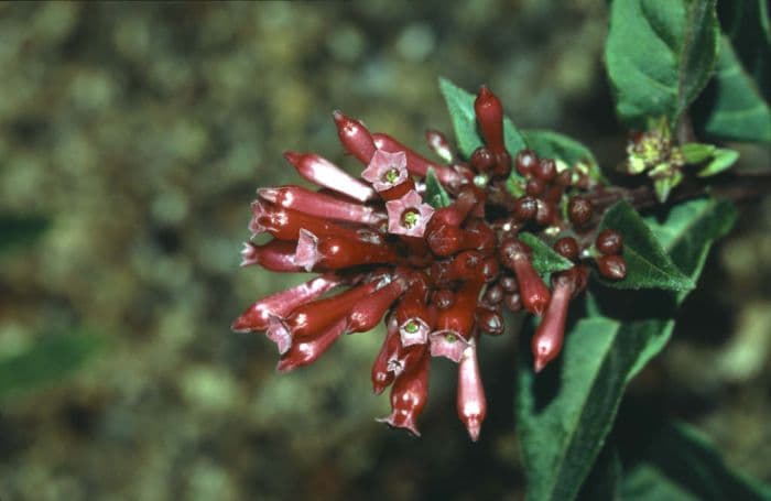 bastard jasmine 'Newellii'