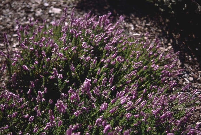 heather 'Mullion'