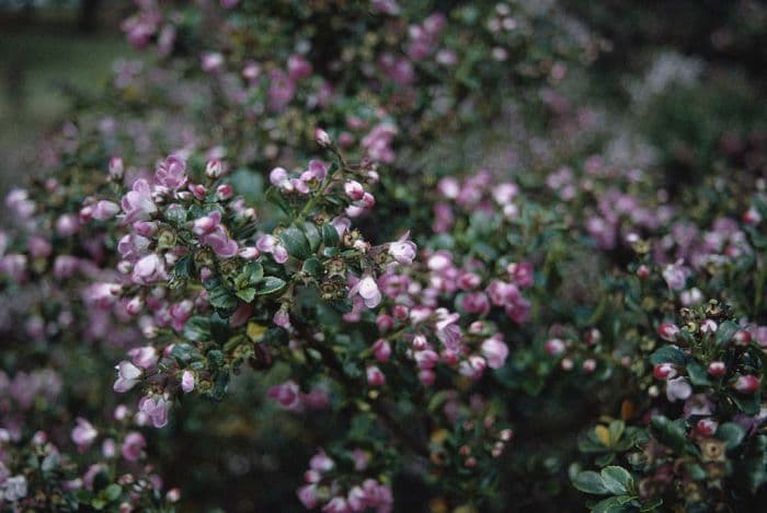 escallonia 'Peach Blossom'