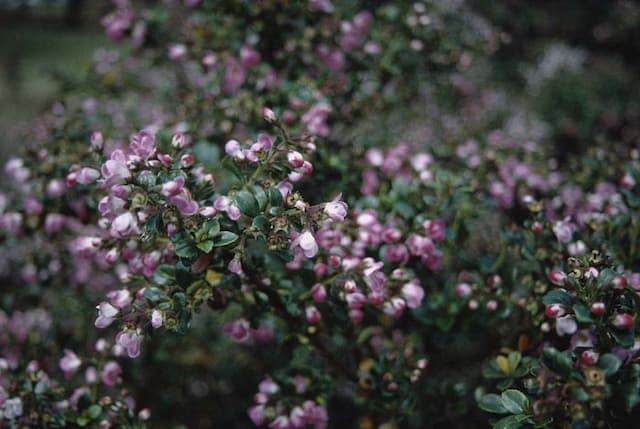 Escallonia 'Peach Blossom'