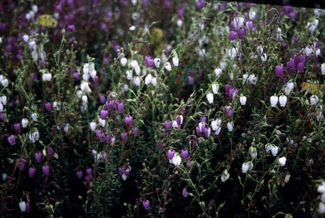 Irish heath 'Bicolor'