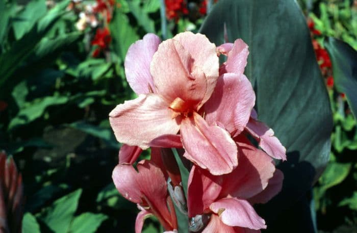 canna 'Shenandoah'