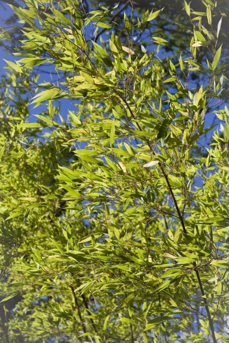 black bamboo 'Boryana'