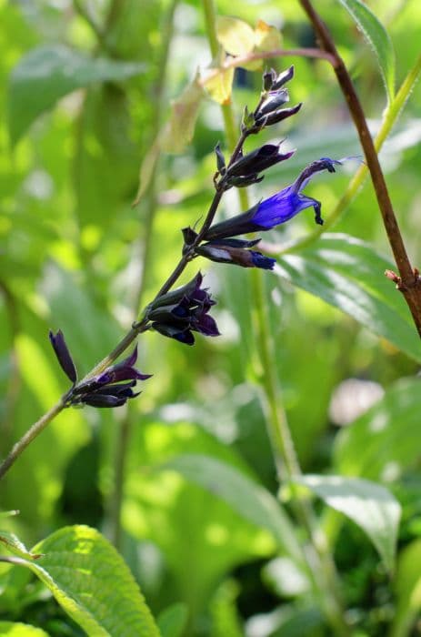 anise-scented sage 'Black and Blue'