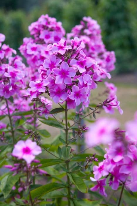 perennial phlox 'Chintz'