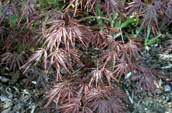 Japanese maple 'Crimson Queen'