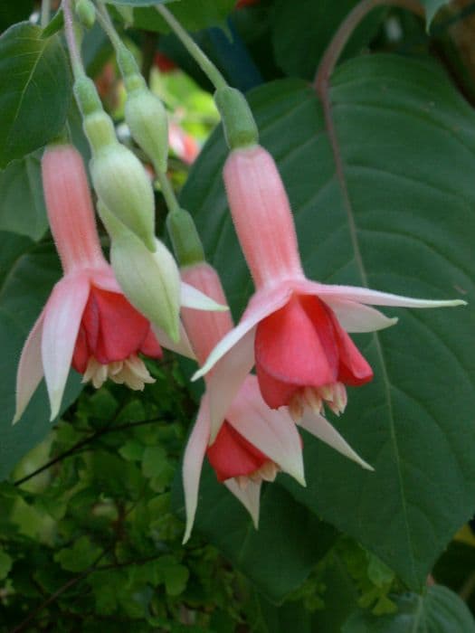 fuchsia 'Machu Picchu'