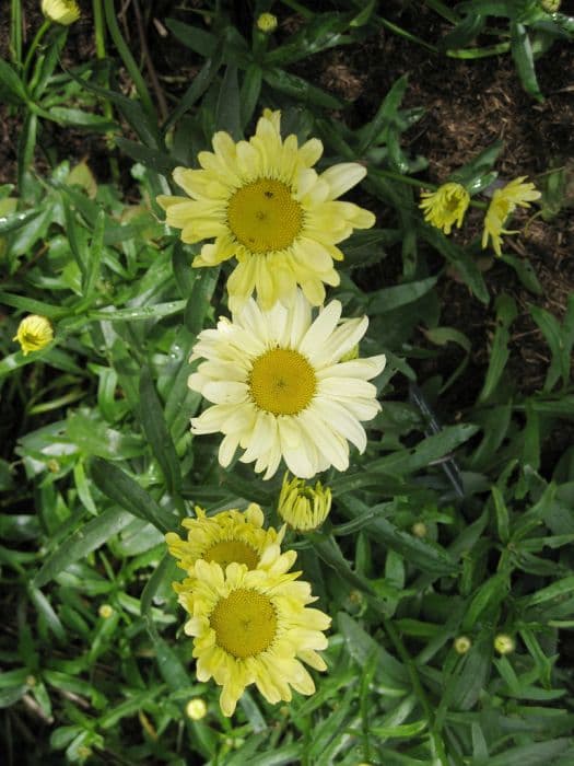 Shasta daisy