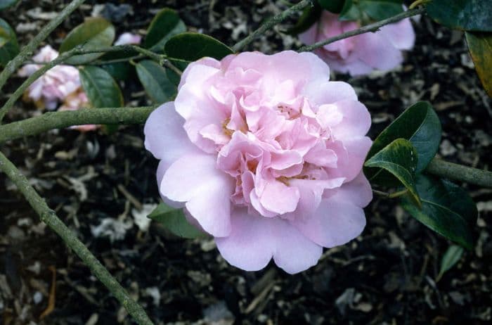 camellia 'Elsie Jury'