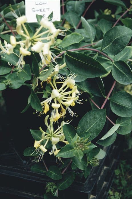 honeysuckle 'Sweet Sue'