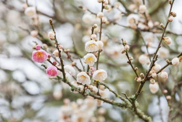 Japanese apricot 'Omoi-no-mama'