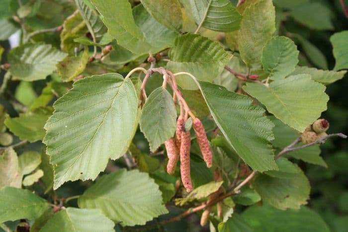 grey alder 'Aurea'