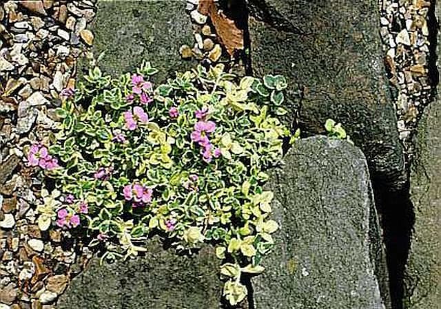 Aubrieta 'Aureovariegata'