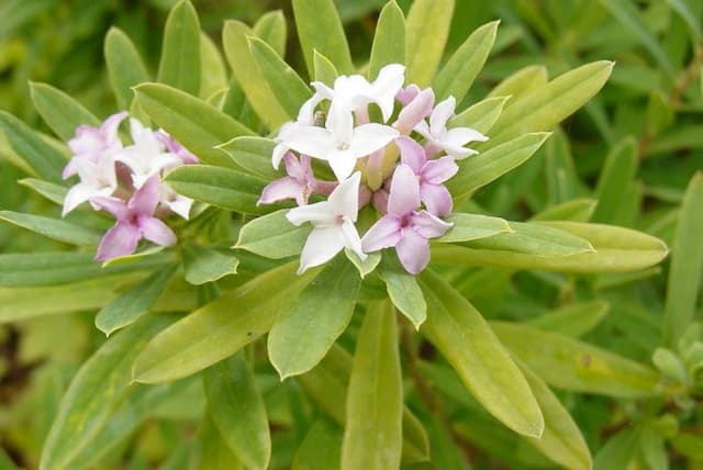 Burkwood daphne 'Somerset'