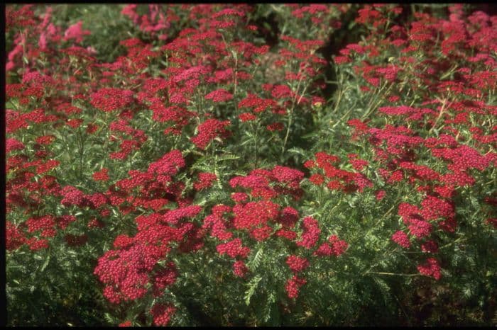 yarrow 'Summerwine'