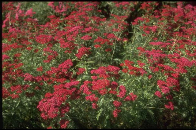 Yarrow 'Summerwine'