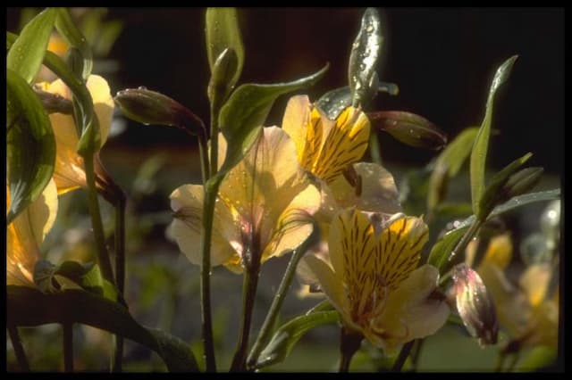 Peruvian lily 'Yellow Friendship'