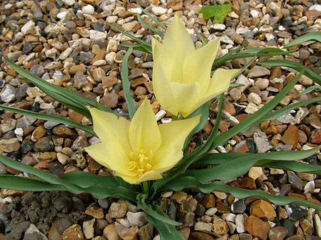 Tulip Batalinii Group