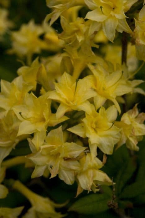 Rhododendron 'Narcissiflorum'