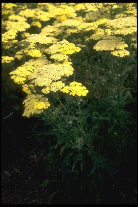 yarrow 'Credo'