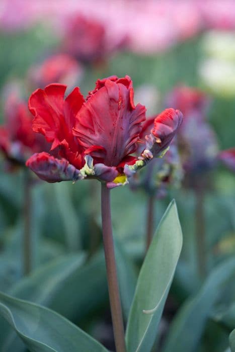 tulip 'Rococo'