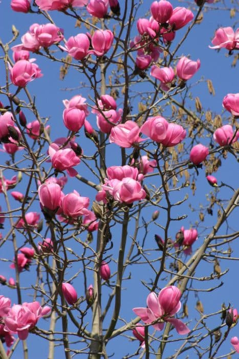 magnolia 'Copeland Court'