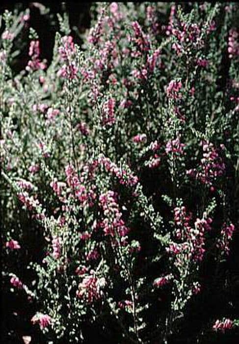 heather 'Silver Queen'